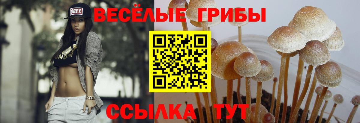 продажа наркотиков  Псилоцибиновые грибы Psilocybine cubensis  Вход с VPN  Владимир 